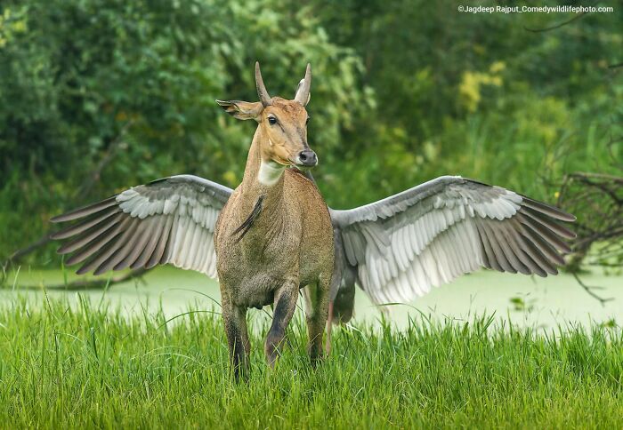 80 Of The Funniest Nikon Comedy Wildlife Awards Finalist Photos From The Past Decade 80 Of The Funniest Nikon Comedy Wildlife Awards Finalist Photos From The Past Decade