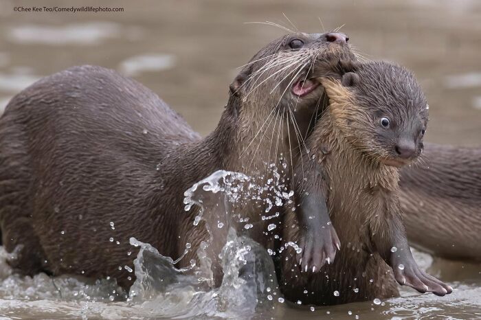 80 Of The Funniest Nikon Comedy Wildlife Awards Finalist Photos From The Past Decade 80 Of The Funniest Nikon Comedy Wildlife Awards Finalist Photos From The Past Decade