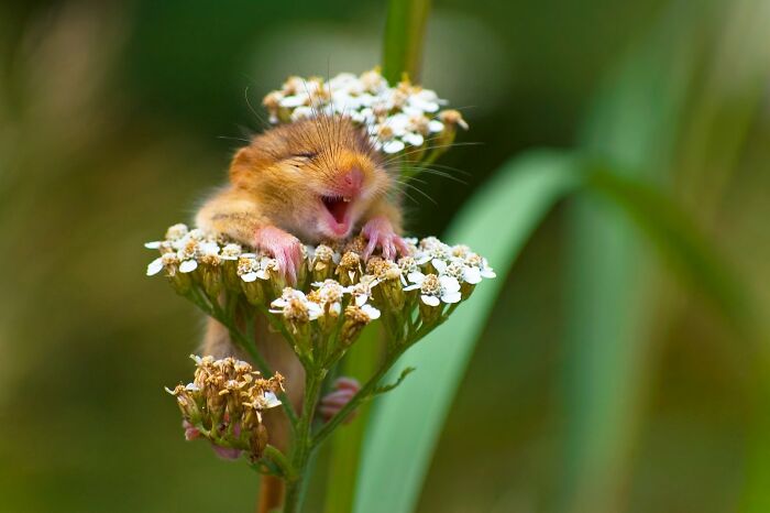 80 Of The Funniest Nikon Comedy Wildlife Awards Finalist Photos From The Past Decade 80 Of The Funniest Nikon Comedy Wildlife Awards Finalist Photos From The Past Decade