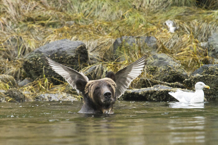 80 Of The Funniest Nikon Comedy Wildlife Awards Finalist Photos From The Past Decade 80 Of The Funniest Nikon Comedy Wildlife Awards Finalist Photos From The Past Decade