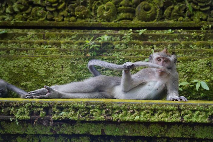 80 Of The Funniest Nikon Comedy Wildlife Awards Finalist Photos From The Past Decade 80 Of The Funniest Nikon Comedy Wildlife Awards Finalist Photos From The Past Decade