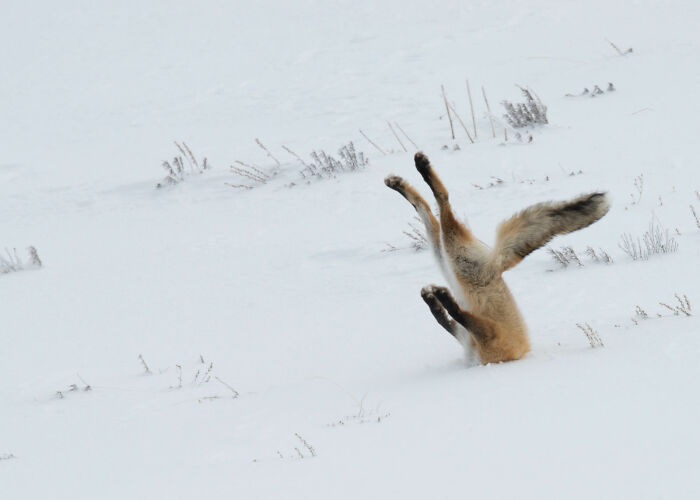 80 Of The Funniest Nikon Comedy Wildlife Awards Finalist Photos From The Past Decade 80 Of The Funniest Nikon Comedy Wildlife Awards Finalist Photos From The Past Decade