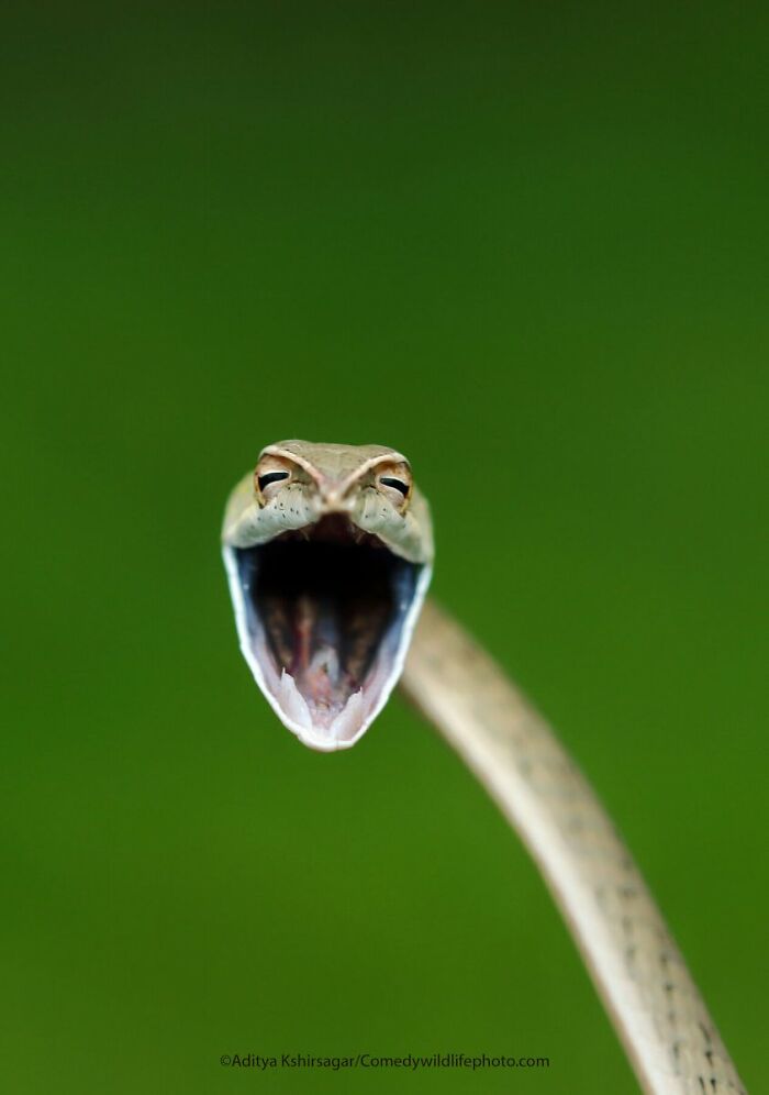 80 Of The Funniest Nikon Comedy Wildlife Awards Finalist Photos From The Past Decade 80 Of The Funniest Nikon Comedy Wildlife Awards Finalist Photos From The Past Decade