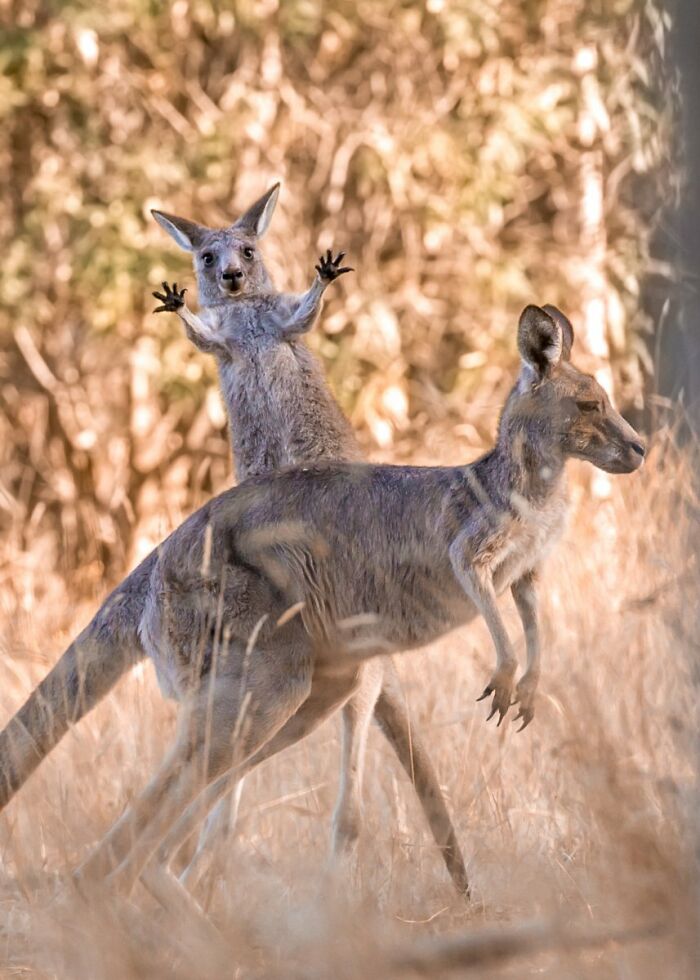80 Of The Funniest Nikon Comedy Wildlife Awards Finalist Photos From The Past Decade 80 Of The Funniest Nikon Comedy Wildlife Awards Finalist Photos From The Past Decade