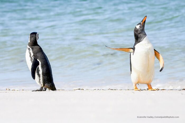 80 Of The Funniest Nikon Comedy Wildlife Awards Finalist Photos From The Past Decade 80 Of The Funniest Nikon Comedy Wildlife Awards Finalist Photos From The Past Decade