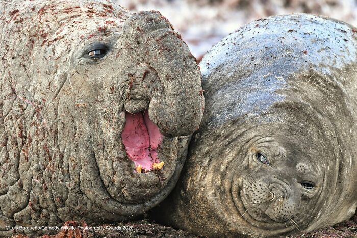 80 Of The Funniest Nikon Comedy Wildlife Awards Finalist Photos From The Past Decade 80 Of The Funniest Nikon Comedy Wildlife Awards Finalist Photos From The Past Decade
