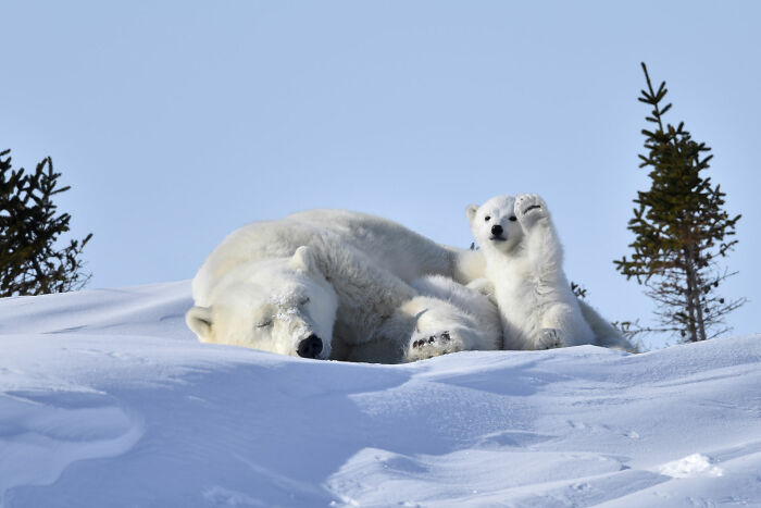 80 Of The Funniest Nikon Comedy Wildlife Awards Finalist Photos From The Past Decade 80 Of The Funniest Nikon Comedy Wildlife Awards Finalist Photos From The Past Decade