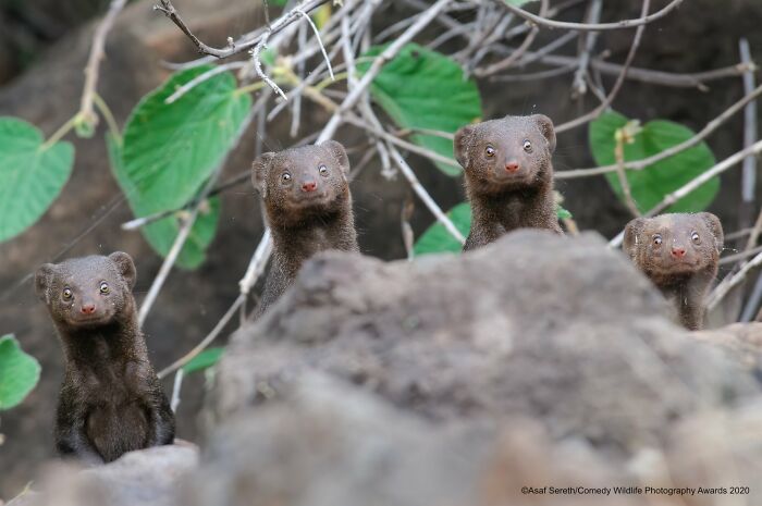 80 Of The Funniest Nikon Comedy Wildlife Awards Finalist Photos From The Past Decade 80 Of The Funniest Nikon Comedy Wildlife Awards Finalist Photos From The Past Decade