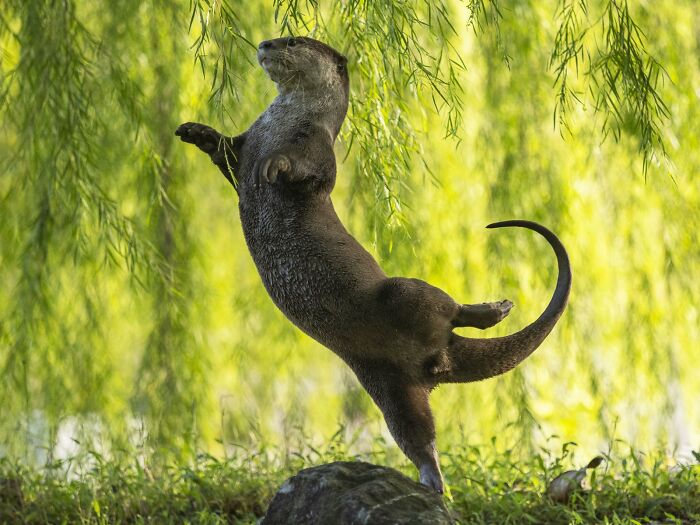 80 Of The Funniest Nikon Comedy Wildlife Awards Finalist Photos From The Past Decade 80 Of The Funniest Nikon Comedy Wildlife Awards Finalist Photos From The Past Decade