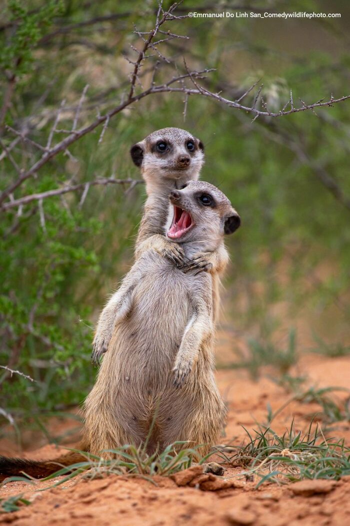 80 Of The Funniest Nikon Comedy Wildlife Awards Finalist Photos From The Past Decade 80 Of The Funniest Nikon Comedy Wildlife Awards Finalist Photos From The Past Decade