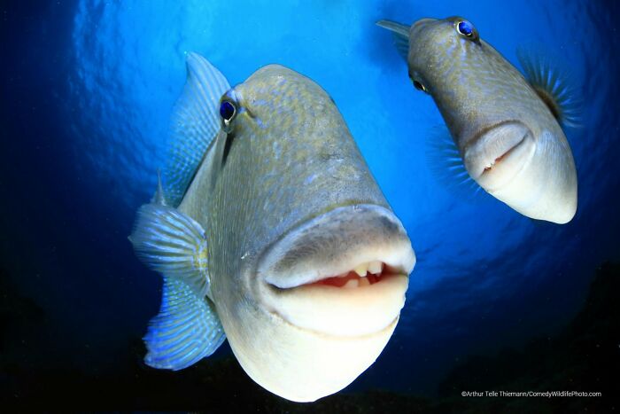 80 Of The Funniest Nikon Comedy Wildlife Awards Finalist Photos From The Past Decade 80 Of The Funniest Nikon Comedy Wildlife Awards Finalist Photos From The Past Decade