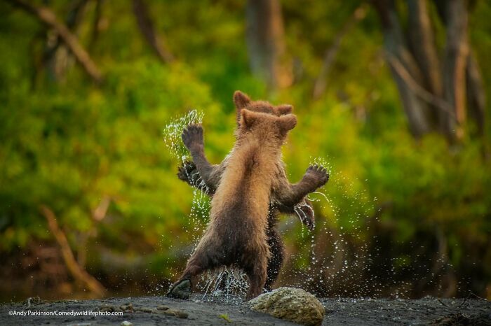 80 Of The Funniest Nikon Comedy Wildlife Awards Finalist Photos From The Past Decade 80 Of The Funniest Nikon Comedy Wildlife Awards Finalist Photos From The Past Decade