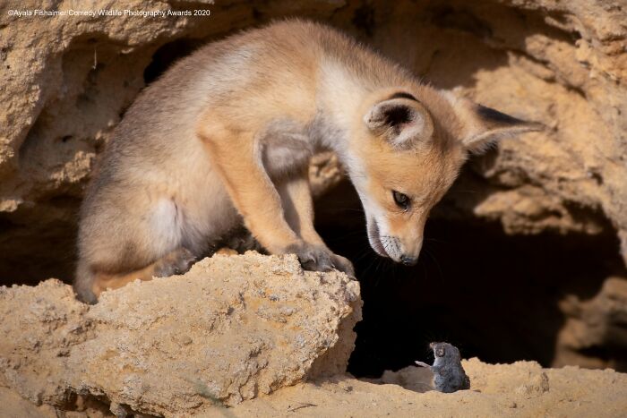 80 Of The Funniest Nikon Comedy Wildlife Awards Finalist Photos From The Past Decade 80 Of The Funniest Nikon Comedy Wildlife Awards Finalist Photos From The Past Decade
