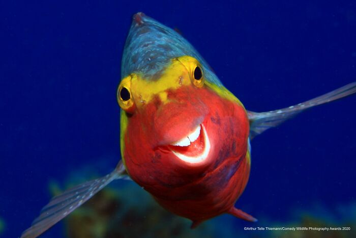80 Of The Funniest Nikon Comedy Wildlife Awards Finalist Photos From The Past Decade 80 Of The Funniest Nikon Comedy Wildlife Awards Finalist Photos From The Past Decade