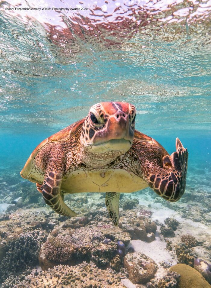 80 Of The Funniest Nikon Comedy Wildlife Awards Finalist Photos From The Past Decade 80 Of The Funniest Nikon Comedy Wildlife Awards Finalist Photos From The Past Decade