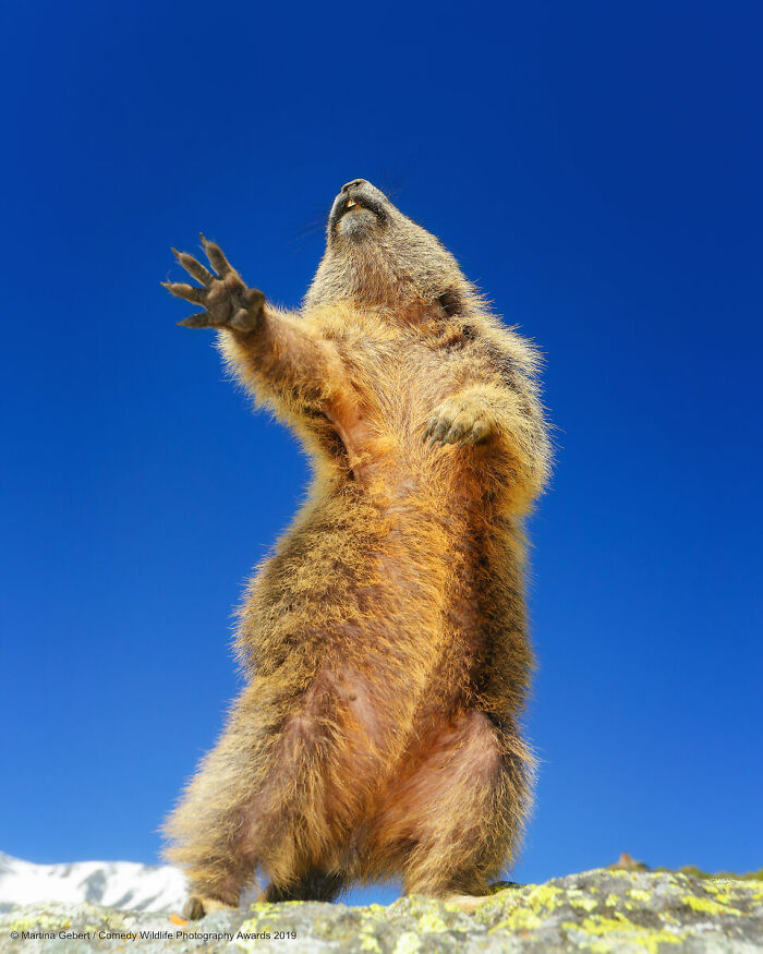 80 Of The Funniest Nikon Comedy Wildlife Awards Finalist Photos From The Past Decade 80 Of The Funniest Nikon Comedy Wildlife Awards Finalist Photos From The Past Decade