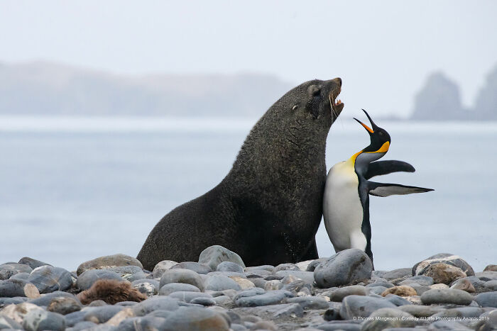 80 Of The Funniest Nikon Comedy Wildlife Awards Finalist Photos From The Past Decade 80 Of The Funniest Nikon Comedy Wildlife Awards Finalist Photos From The Past Decade