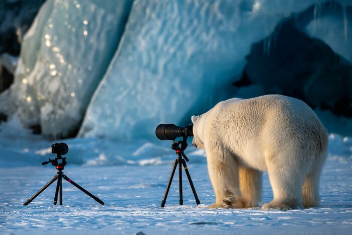 80 Of The Funniest Nikon Comedy Wildlife Awards Finalist Photos From The Past Decade 80 Of The Funniest Nikon Comedy Wildlife Awards Finalist Photos From The Past Decade