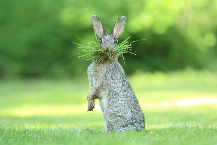 80 Of The Funniest Nikon Comedy Wildlife Awards Finalist Photos From The Past Decade 80 Of The Funniest Nikon Comedy Wildlife Awards Finalist Photos From The Past Decade