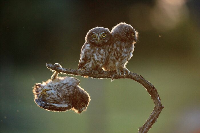 80 Of The Funniest Nikon Comedy Wildlife Awards Finalist Photos From The Past Decade 80 Of The Funniest Nikon Comedy Wildlife Awards Finalist Photos From The Past Decade