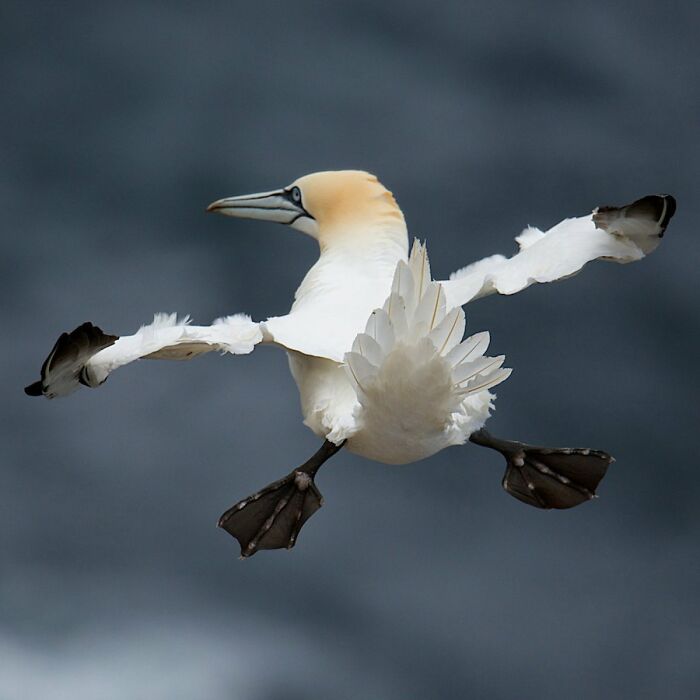 80 Of The Funniest Nikon Comedy Wildlife Awards Finalist Photos From The Past Decade 80 Of The Funniest Nikon Comedy Wildlife Awards Finalist Photos From The Past Decade