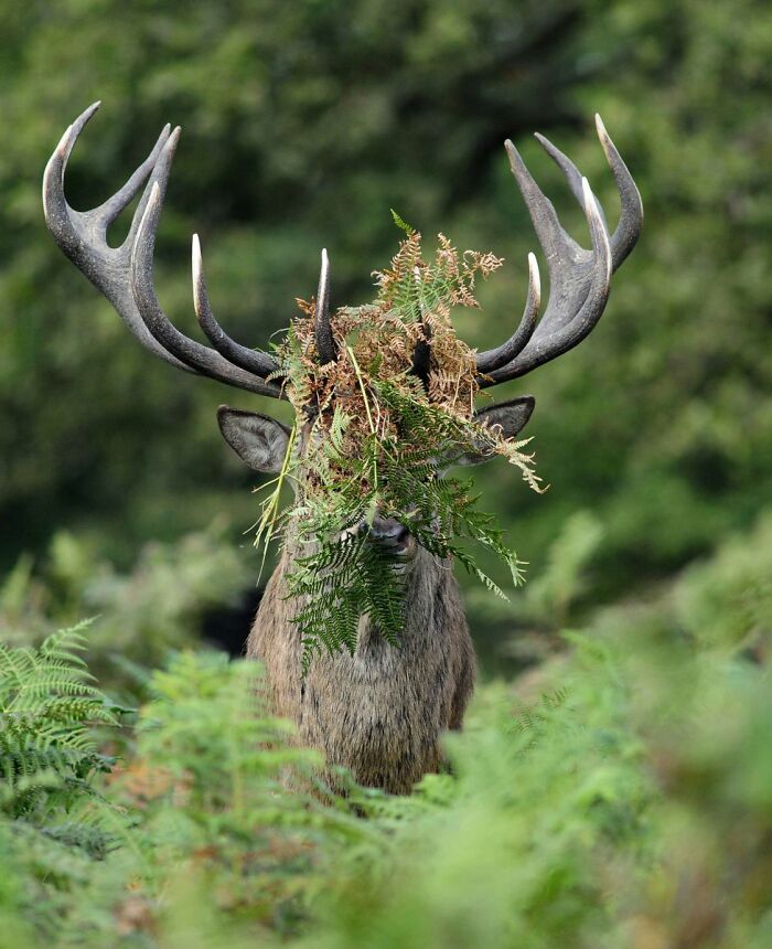 80 Of The Funniest Nikon Comedy Wildlife Awards Finalist Photos From The Past Decade 80 Of The Funniest Nikon Comedy Wildlife Awards Finalist Photos From The Past Decade