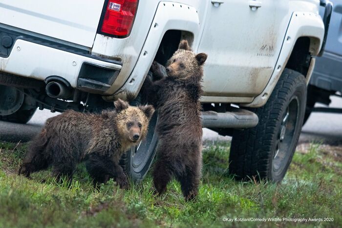 80 Of The Funniest Nikon Comedy Wildlife Awards Finalist Photos From The Past Decade 80 Of The Funniest Nikon Comedy Wildlife Awards Finalist Photos From The Past Decade