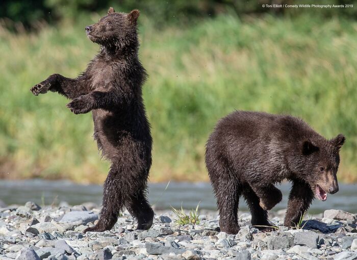 80 Of The Funniest Nikon Comedy Wildlife Awards Finalist Photos From The Past Decade 80 Of The Funniest Nikon Comedy Wildlife Awards Finalist Photos From The Past Decade