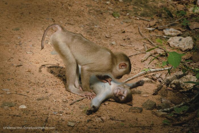 80 Of The Funniest Nikon Comedy Wildlife Awards Finalist Photos From The Past Decade 80 Of The Funniest Nikon Comedy Wildlife Awards Finalist Photos From The Past Decade