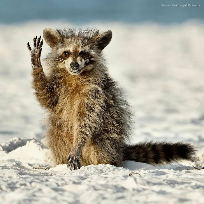 80 Of The Funniest Nikon Comedy Wildlife Awards Finalist Photos From The Past Decade 80 Of The Funniest Nikon Comedy Wildlife Awards Finalist Photos From The Past Decade