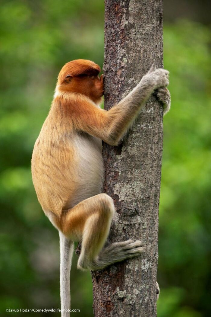 80 Of The Funniest Nikon Comedy Wildlife Awards Finalist Photos From The Past Decade 80 Of The Funniest Nikon Comedy Wildlife Awards Finalist Photos From The Past Decade
