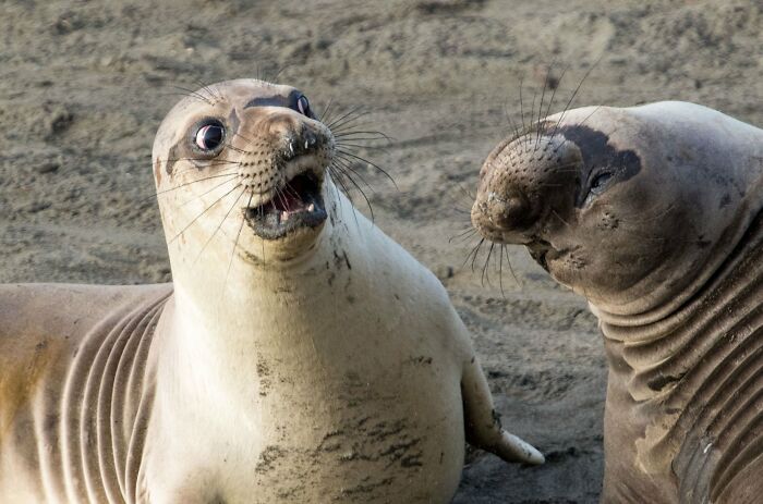 80 Of The Funniest Nikon Comedy Wildlife Awards Finalist Photos From The Past Decade 80 Of The Funniest Nikon Comedy Wildlife Awards Finalist Photos From The Past Decade
