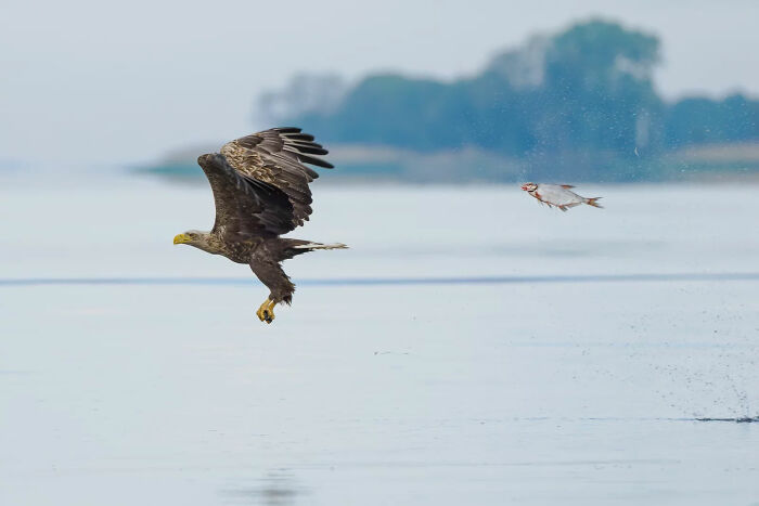 80 Of The Funniest Nikon Comedy Wildlife Awards Finalist Photos From The Past Decade 80 Of The Funniest Nikon Comedy Wildlife Awards Finalist Photos From The Past Decade
