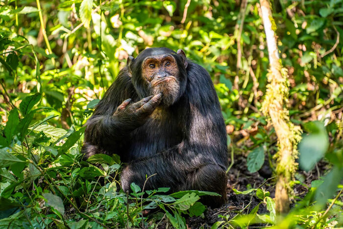 80 Of The Funniest Nikon Comedy Wildlife Awards Finalist Photos From The Past Decade 80 Of The Funniest Nikon Comedy Wildlife Awards Finalist Photos From The Past Decade
