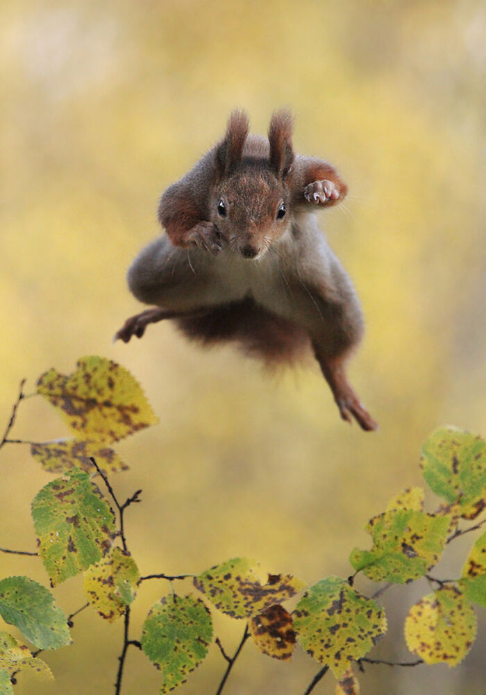 80 Of The Funniest Nikon Comedy Wildlife Awards Finalist Photos From The Past Decade 80 Of The Funniest Nikon Comedy Wildlife Awards Finalist Photos From The Past Decade