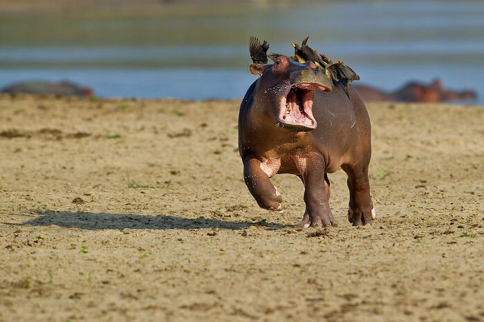 80 Of The Funniest Nikon Comedy Wildlife Awards Finalist Photos From The Past Decade 80 Of The Funniest Nikon Comedy Wildlife Awards Finalist Photos From The Past Decade
