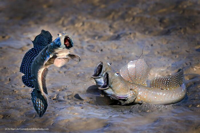 80 Of The Funniest Nikon Comedy Wildlife Awards Finalist Photos From The Past Decade 80 Of The Funniest Nikon Comedy Wildlife Awards Finalist Photos From The Past Decade