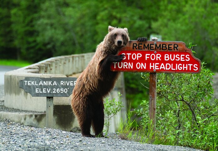 80 Of The Funniest Nikon Comedy Wildlife Awards Finalist Photos From The Past Decade 80 Of The Funniest Nikon Comedy Wildlife Awards Finalist Photos From The Past Decade