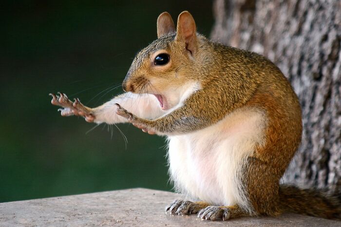 80 Of The Funniest Nikon Comedy Wildlife Awards Finalist Photos From The Past Decade 80 Of The Funniest Nikon Comedy Wildlife Awards Finalist Photos From The Past Decade