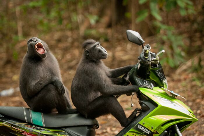 80 Of The Funniest Nikon Comedy Wildlife Awards Finalist Photos From The Past Decade 80 Of The Funniest Nikon Comedy Wildlife Awards Finalist Photos From The Past Decade