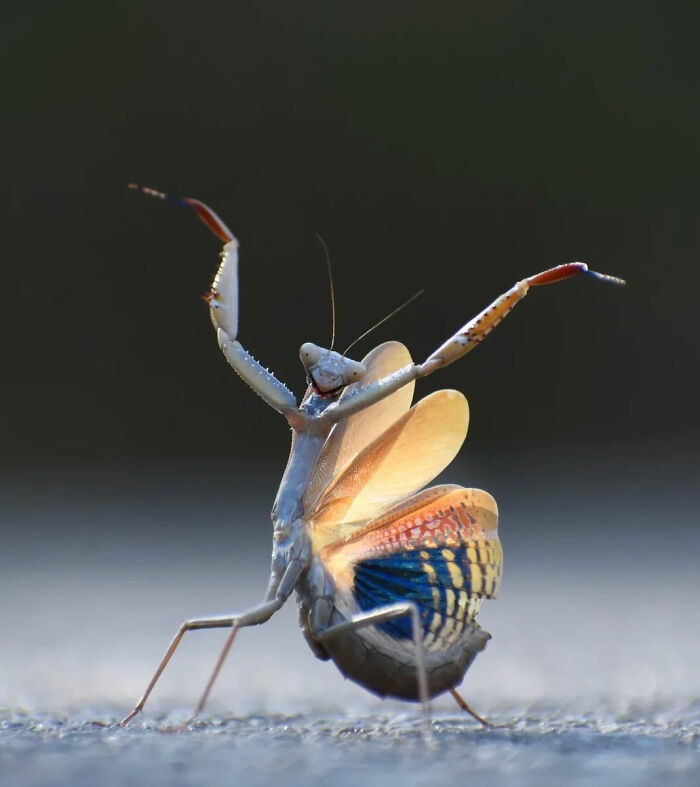 80 Of The Funniest Nikon Comedy Wildlife Awards Finalist Photos From The Past Decade 80 Of The Funniest Nikon Comedy Wildlife Awards Finalist Photos From The Past Decade