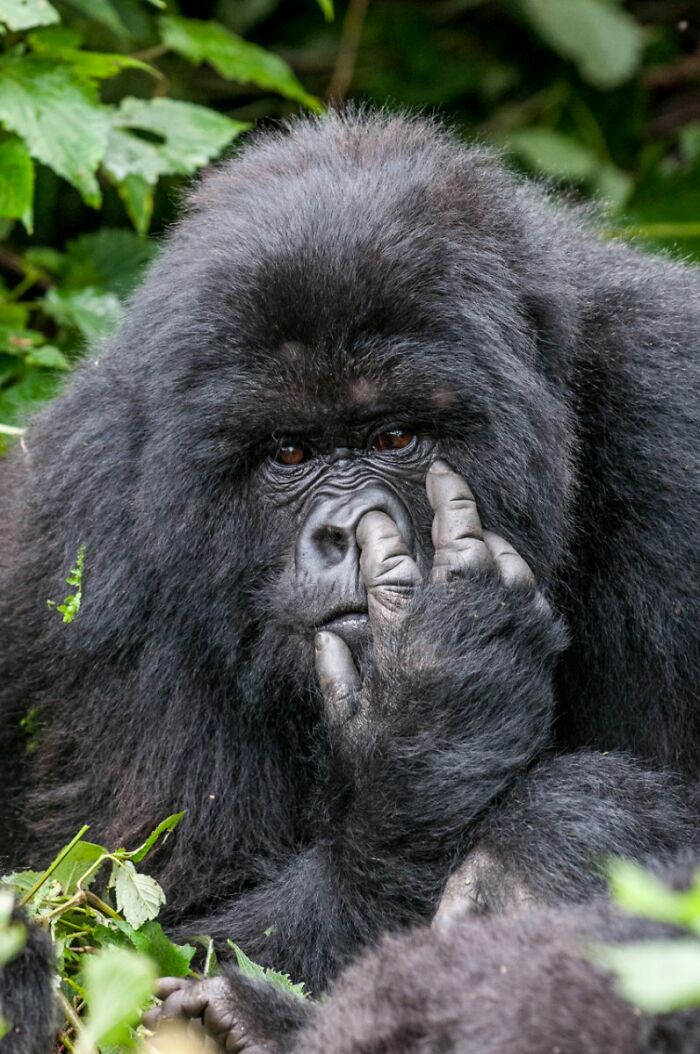 80 Of The Funniest Nikon Comedy Wildlife Awards Finalist Photos From The Past Decade 80 Of The Funniest Nikon Comedy Wildlife Awards Finalist Photos From The Past Decade
