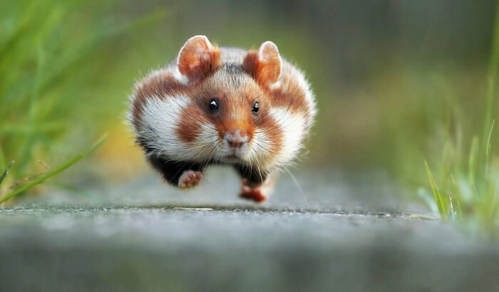 80 Of The Funniest Nikon Comedy Wildlife Awards Finalist Photos From The Past Decade 80 Of The Funniest Nikon Comedy Wildlife Awards Finalist Photos From The Past Decade