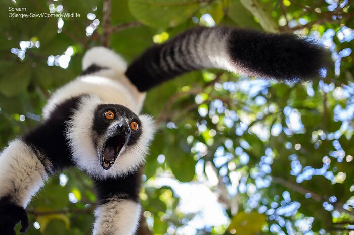 80 Of The Funniest Nikon Comedy Wildlife Awards Finalist Photos From The Past Decade 80 Of The Funniest Nikon Comedy Wildlife Awards Finalist Photos From The Past Decade