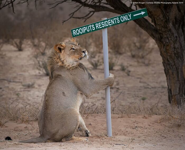 80 Of The Funniest Nikon Comedy Wildlife Awards Finalist Photos From The Past Decade 80 Of The Funniest Nikon Comedy Wildlife Awards Finalist Photos From The Past Decade