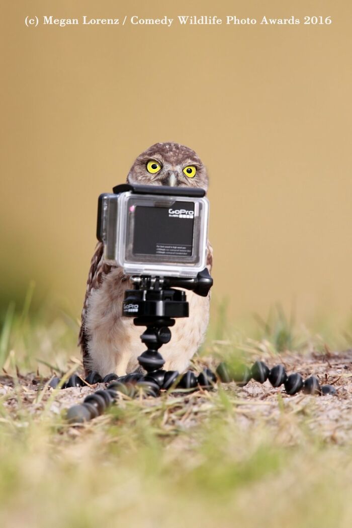 80 Of The Funniest Nikon Comedy Wildlife Awards Finalist Photos From The Past Decade 80 Of The Funniest Nikon Comedy Wildlife Awards Finalist Photos From The Past Decade