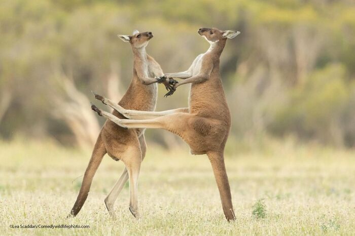 80 Of The Funniest Nikon Comedy Wildlife Awards Finalist Photos From The Past Decade 80 Of The Funniest Nikon Comedy Wildlife Awards Finalist Photos From The Past Decade
