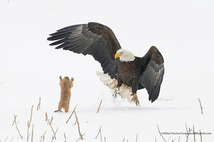 80 Of The Funniest Nikon Comedy Wildlife Awards Finalist Photos From The Past Decade 80 Of The Funniest Nikon Comedy Wildlife Awards Finalist Photos From The Past Decade