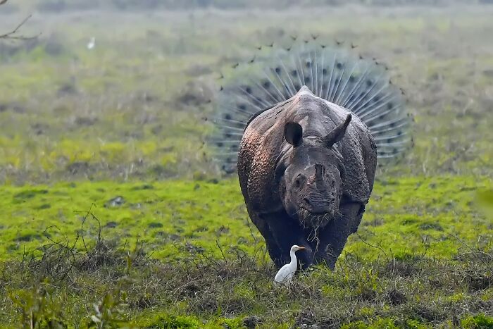 80 Of The Funniest Nikon Comedy Wildlife Awards Finalist Photos From The Past Decade 80 Of The Funniest Nikon Comedy Wildlife Awards Finalist Photos From The Past Decade