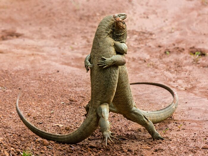80 Of The Funniest Nikon Comedy Wildlife Awards Finalist Photos From The Past Decade 80 Of The Funniest Nikon Comedy Wildlife Awards Finalist Photos From The Past Decade